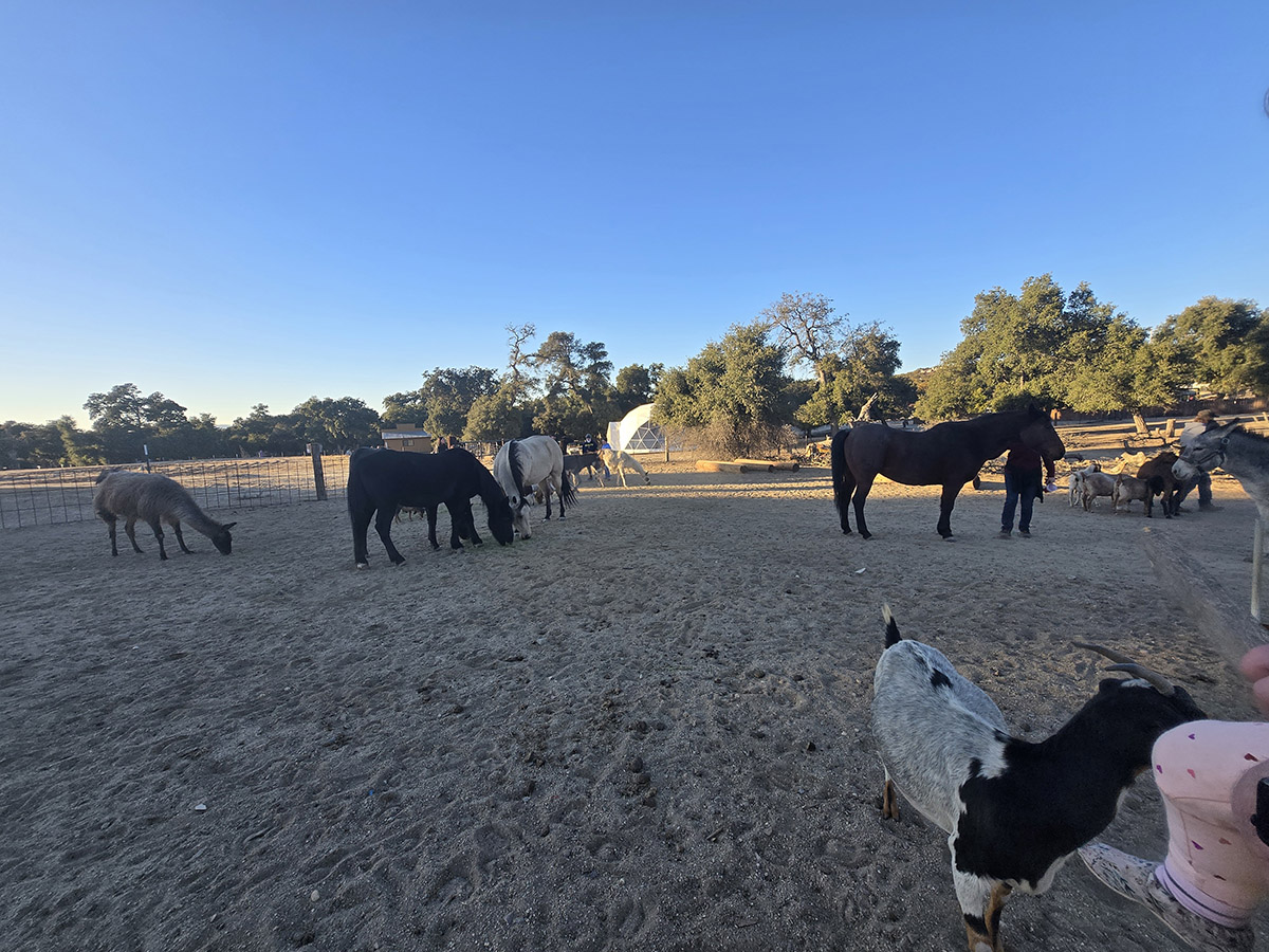 Animal Feeding Tours San Diego CA